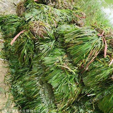 苦草批发 水生植物 苦草供应商