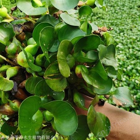 水葫芦批发   供应葫芦厂