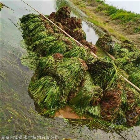 莘荷水生 批发大苦草  苦草种植厂家 绿化工程
