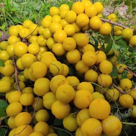 钙果 果蒂源 树 长2-4毫米 市场供应 山杏