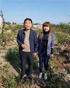 钙果苗 黑龙江省果蒂源食品有限公司 果树 灌木植物 供应 基地