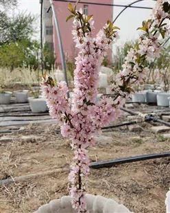 钙果苗 黑龙江省果蒂源食品有限公司 果树 灌木植物 供应 基地