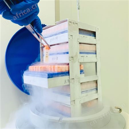 供应EGFR L858R BaF3激酶细胞价格