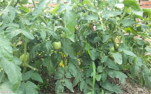 土壤养分速测仪