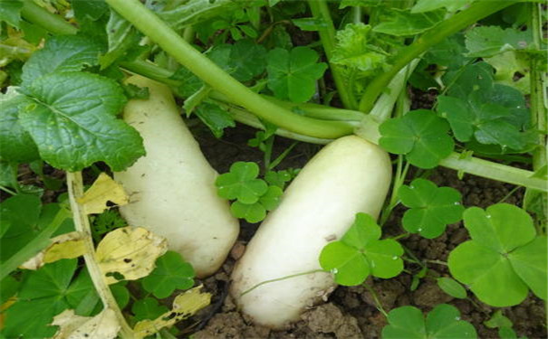 耕地养分检测仪