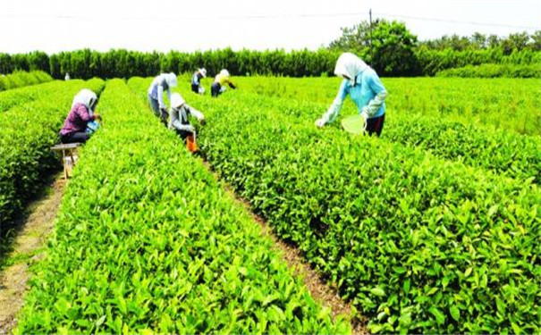 土壤氮磷钾养分含量检测仪