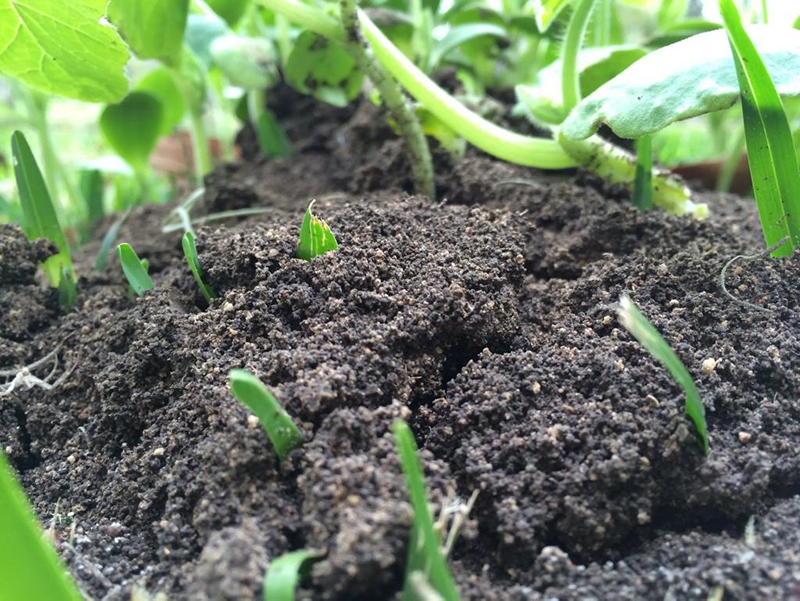 土壤微量元素检测仪