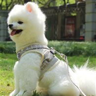 狗狗胸背帶反光透氣背帶